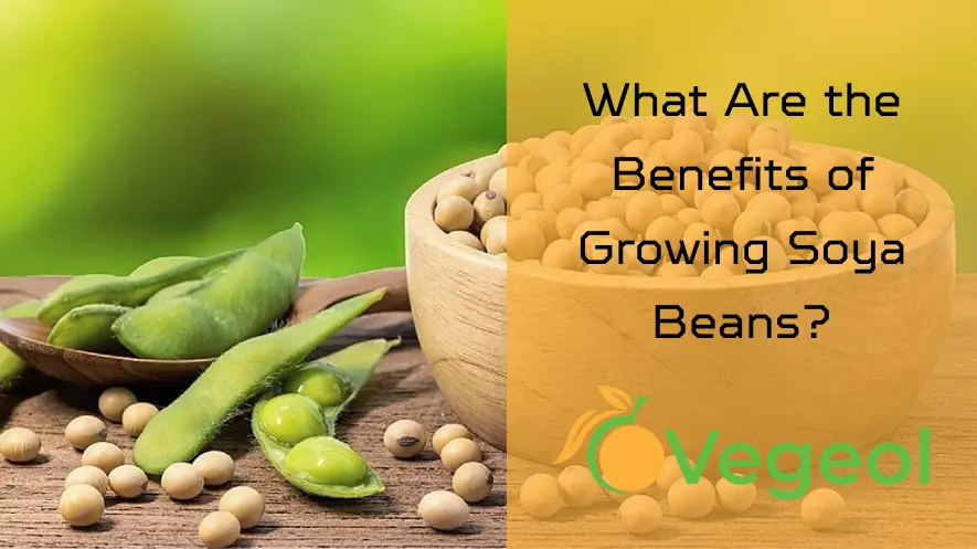 Growing Soya Beans